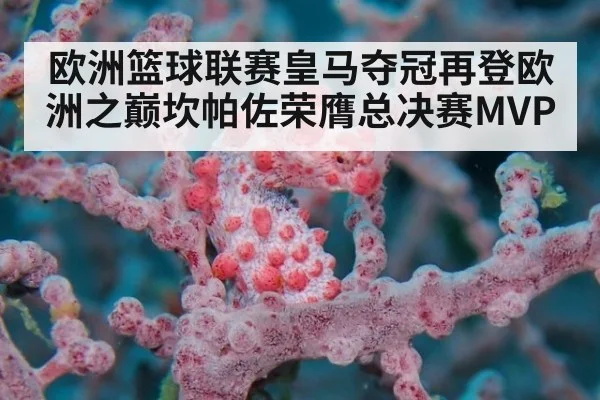 欧洲篮球联赛皇马夺冠再登欧洲之巅坎帕佐荣膺总决赛MVP